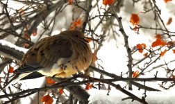 winter dove.jpg