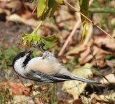Chickadee.jpg