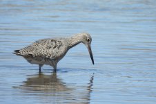 Willet 1.jpg