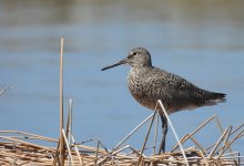 Willet 2.jpg