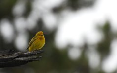 Yellow Warbler.jpg