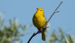 Yellow Warbler 2.jpg