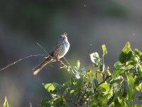 Song Sparrow.jpg