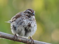 Song Sparrow 3.jpg