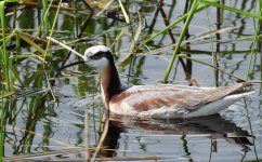 Wilsons Phalarope.jpg