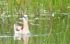 Wilsons Phalarope 2.jpg