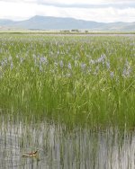 Wilsons Phalarope 3.jpg