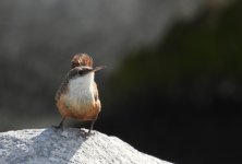 canyon wren.jpg