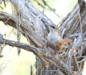 canyon wren 2.jpg