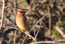 waxwing 4.jpg