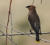 waxwing 5.jpg