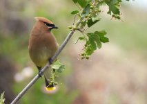 waxwing 2.jpg