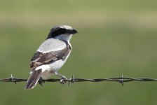 Loggerhead shrike.jpg