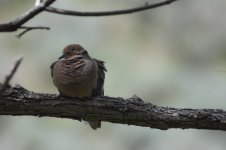 mourning dove.jpg