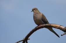 mourning dove 3.jpg