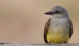 Western Kingbird.jpg