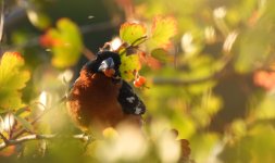 Black Head Grosbeak 2.jpg
