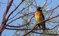 Black Head Grosbeak.jpg