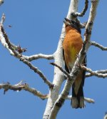Black Head Grosbeak 3.jpg