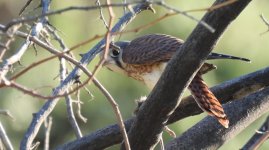 kestrel with mouse.jpg