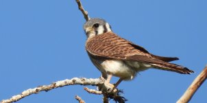 Kestrel Female.jpg