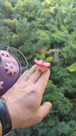 Hummingbird feeding.jpg