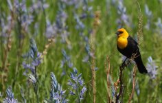 yhb and lillies.jpg yhb and lillies.jpg