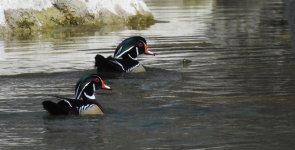 Wood Ducks.jpg