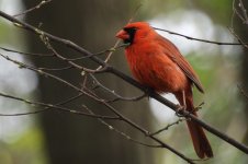 cardinal.jpg