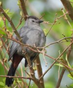 Gray catbird.jpg