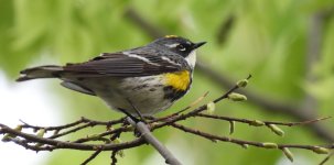 YBW.jpg