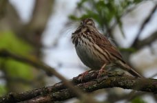 Song Sparrow Lorax.jpg