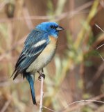Lazuli Bunting.jpg