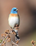 Lazuli Bunting 2.jpg