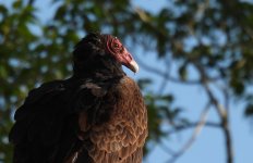 Turkey Vulture.jpg