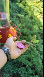 Hummingbird on finger.jpg