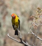 Western Tanager 1.jpg Western Tanager 1.jpg