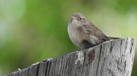 Northern House Wren.jpg Northern House Wren.jpg