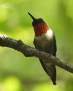 Ruby throat 2.jpg Ruby throat 2.jpg