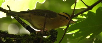 Worm eating warbler.jpg Worm eating warbler.jpg