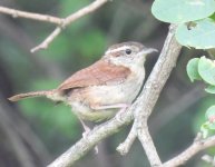 carolina wren 2.jpg carolina wren 2.jpg