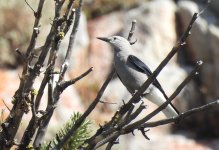 Clarks Nutcracker.jpg