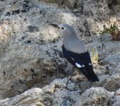Clarks Nutcracker 2.jpg